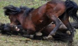 马交配视频,自然繁殖的奇妙瞬间